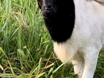 Breeding mob for sale