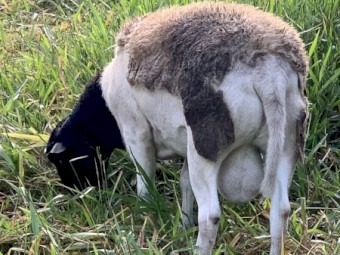 Breeding mob for sale