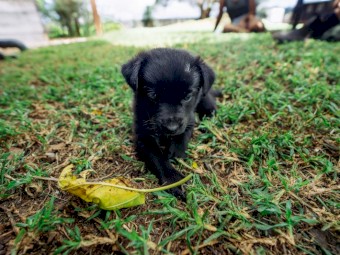 Working Kelpie Puppies for Sale