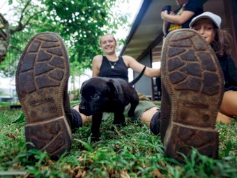 Working Kelpie Puppies for Sale