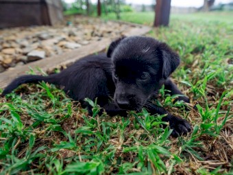 Working Kelpie Puppies for Sale