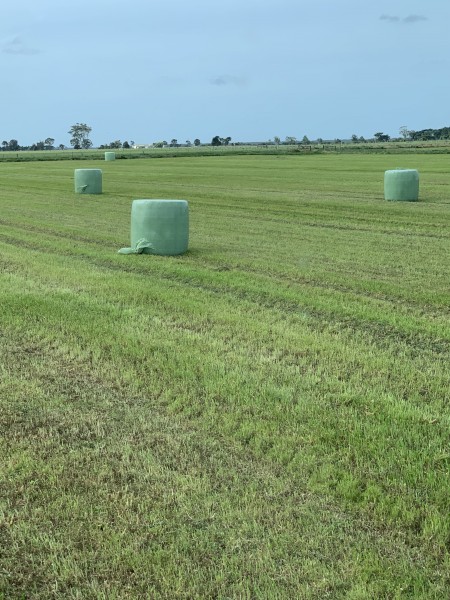 Lucerne Silage 