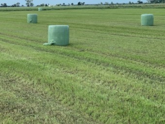Lucerne Silage 