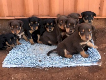 SMART KELPIE PUPPIES AVAILABLE