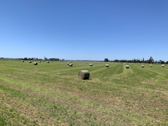 Lucerne/Ryegrass Mix