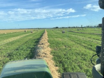 Lucerne/Ryegrass Mix