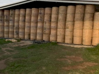 Lucerne/Ryegrass Mix