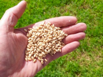 Scepter wheat