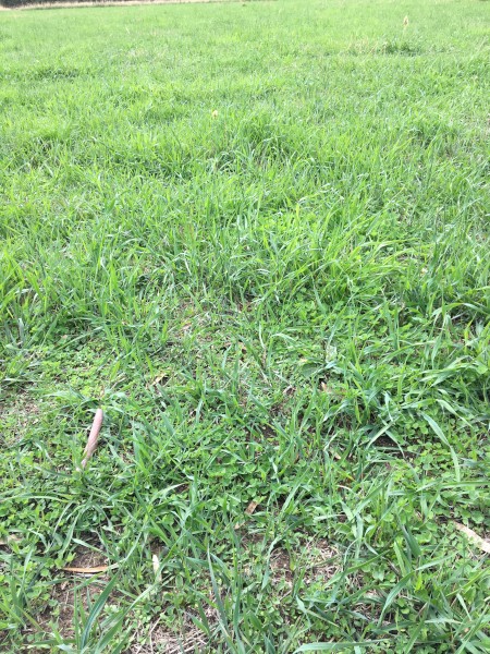 Agistment available for cattle 