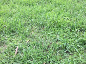 Agistment available for cattle 