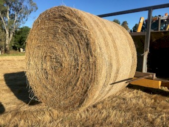 Alpine Mix Perennial Ryegrass