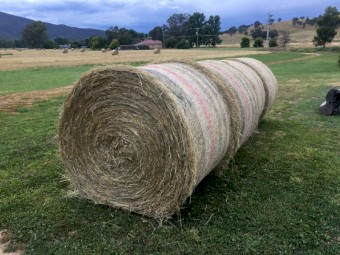 Alpine Mix Perennial Ryegrass