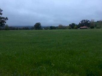 Alpine Mix Perennial Ryegrass