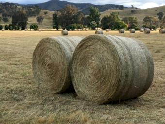 Alpine Mix Perennial Ryegrass