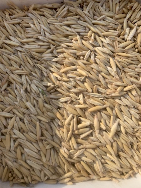 40t Feed Oats