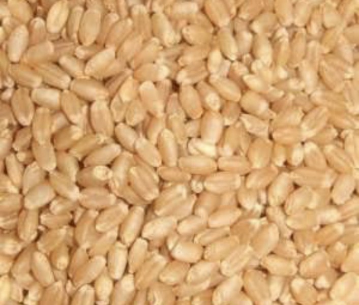 100mt Lancer Seed Wheat