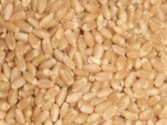 100mt Lancer Seed Wheat