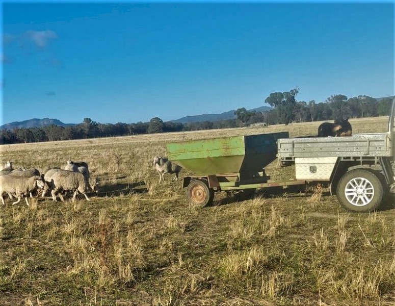 Thornton Grain Feeder