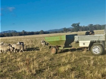 Thornton Grain Feeder