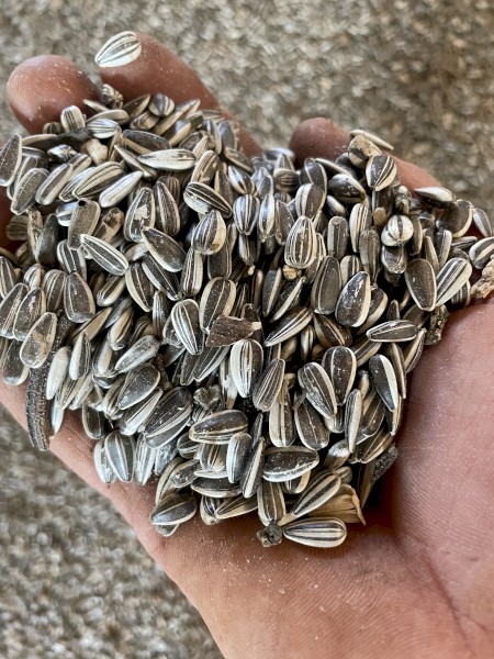 Grey Stripe Sunflower