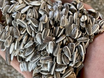 Grey Stripe Sunflower