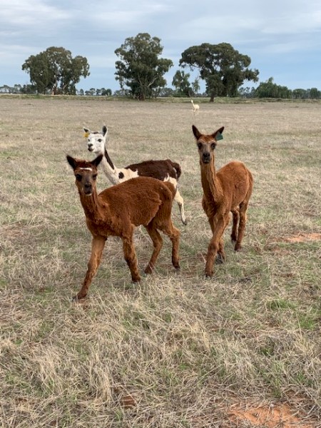 Alpacas for sale