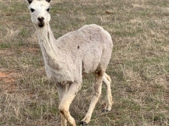 Alpacas for sale