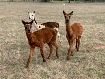 Alpacas for sale