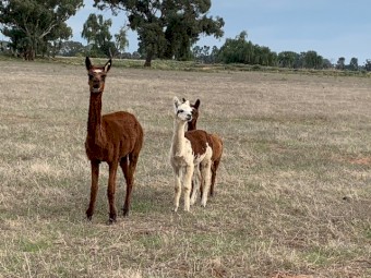 Alpacas for sale