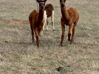 Alpacas for sale