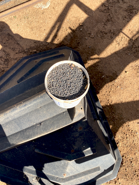 100mt Timok Vetch Seed