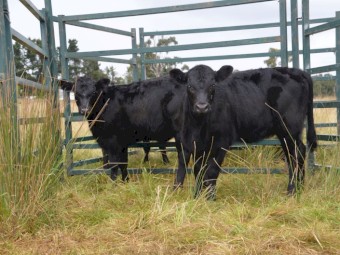 5 Angus x Shorthorn Heifers