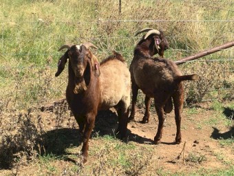 2 Red Boer bucks