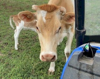 After a Dairy Farm To Lease, lease to buy or a share farming arrangement