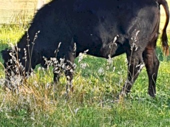 Angus Heifer 