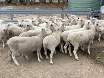 Scanned composite ewes