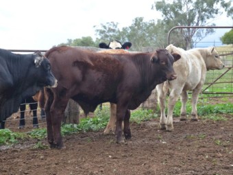 4 Charolais/Santa/Brangus Steers