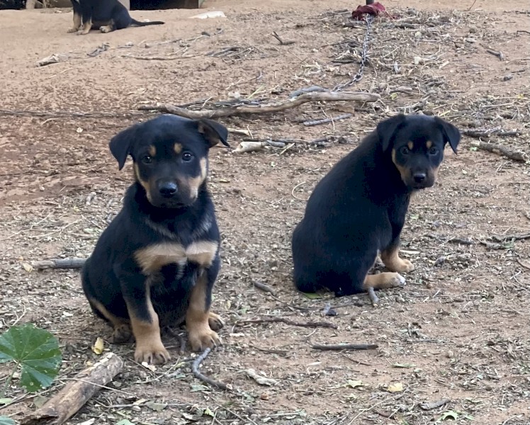 Kelpie pups