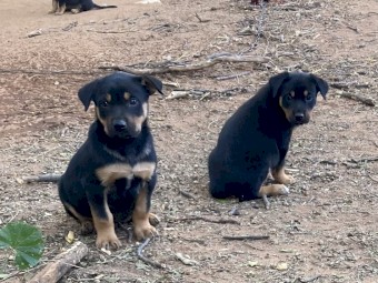 Kelpie pups