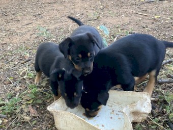 Kelpie pups