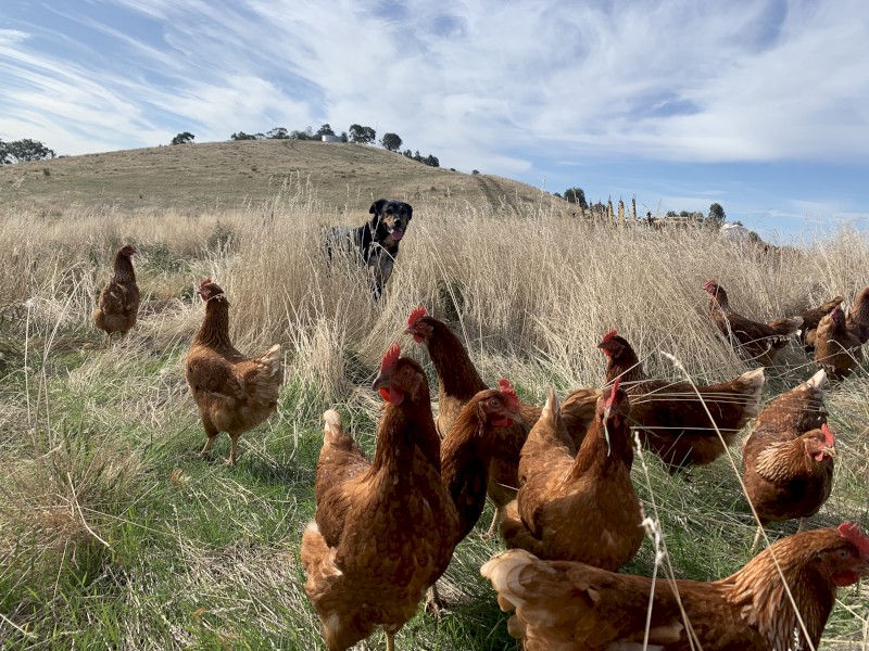 POINT OF LAY/ LAYING ISA BROWN PULLETS (22 weeks old)