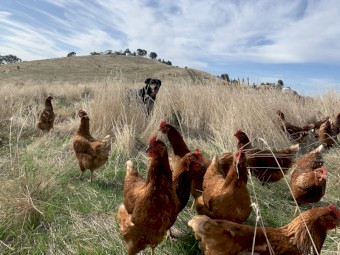 POINT OF LAY/ LAYING ISA BROWN PULLETS (22 weeks old)