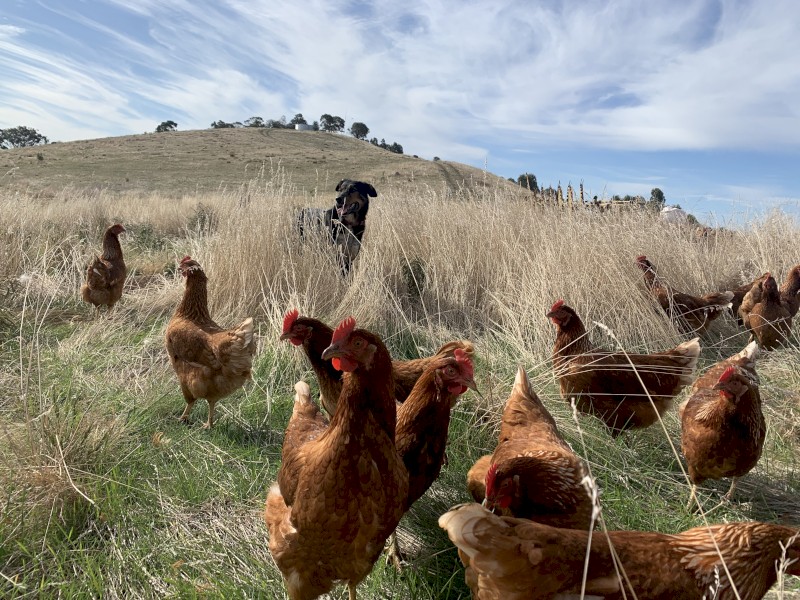 Isa brown pullets 23 weeks old - just started laying 