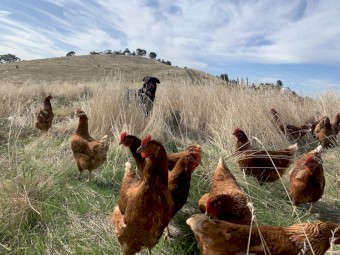 Isa brown pullets 23 weeks old - just started laying 