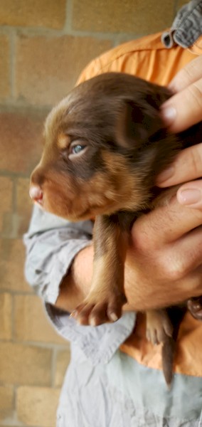 Purebred Kelpie puppies