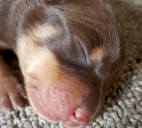 Purebred Kelpie puppies