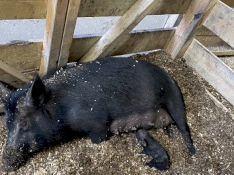 Australian Miniature Pigs Born MAY 2021 and Piglet Born MAR 2022