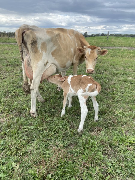 WANTED Agistment or Lease Land