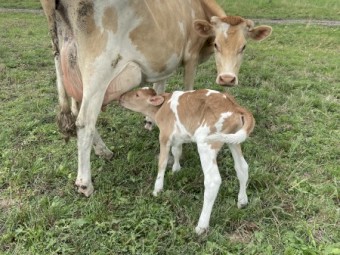 WANTED Agistment or Lease Land