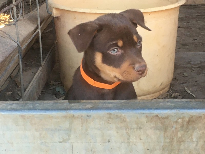Beautiful kelpie puppies 